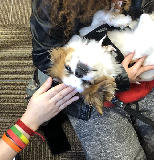 Gizmo the therapy dog at Robeson Library